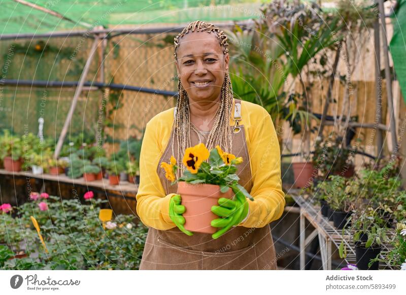 Glücklicher schwarzer Gärtner mit Topfblume im Gewächshaus Frau Blume Stiefmütterchen Blumentopf heiter eingetopft ethnisch Afroamerikaner Viola tricolor