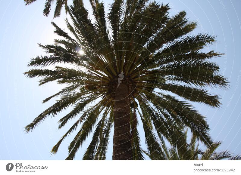 Palme im Sonnenschein vor blauem Himmel Palmen Blauer Himmel Sommer Urlaub Ferien & Urlaub & Reisen Natur exotisch grün Pflanze Schönes Wetter Urlaubsstimmung