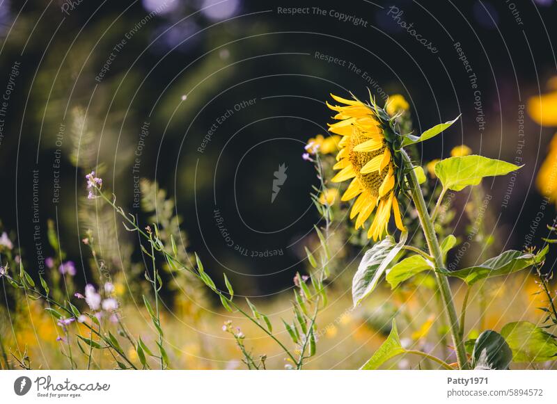 Sonnenblume in freier Wildbahn Wiese Sommer blühen Wildblumen Natur Blumenwiese Umwelt Wiesenblume natürlich Frühling Feld Pflanze gelb grün