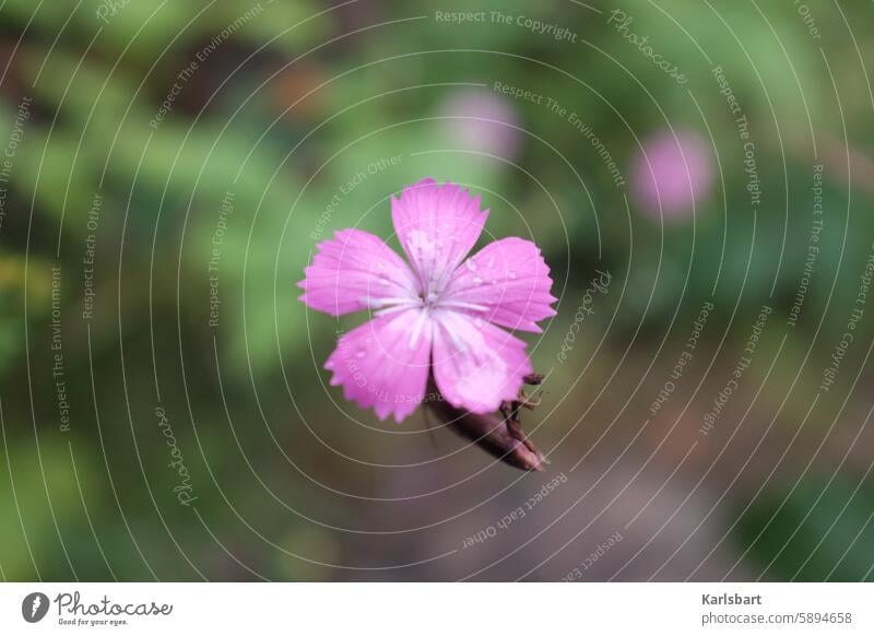 Im Busch Blume Blüte Natur Pflanze Blühend Garten Sommer Außenaufnahme Nahaufnahme Detailaufnahme Menschenleer natürlich Farbfoto rosa Unschärfe grün Umwelt