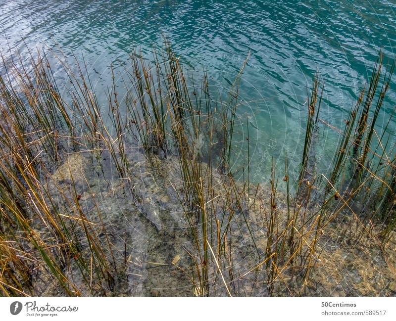 Schilf im klaren Gebirgssee Wellness Ausflug Abenteuer Umwelt Natur Landschaft Tier Wasser Pflanze Moos Grünpflanze Wildpflanze Moor Sumpf Teich See Bach Fluss