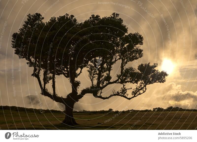 Dramatische Silhouette eines einsamen Baumes bei Sonnenuntergang auf Madeira Portugal Landschaft Natur Himmel Cloud Nebel ätherisch Gelassenheit dramatisch