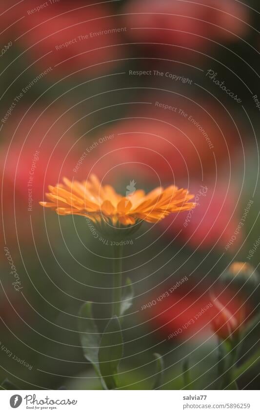 Ringelblume  mit Klatschmohn im Hintergrund Calendula Heilpflanze Homöopathie Blume Blüte Natur Pflanze Garten natürlich orange blühen Sommer