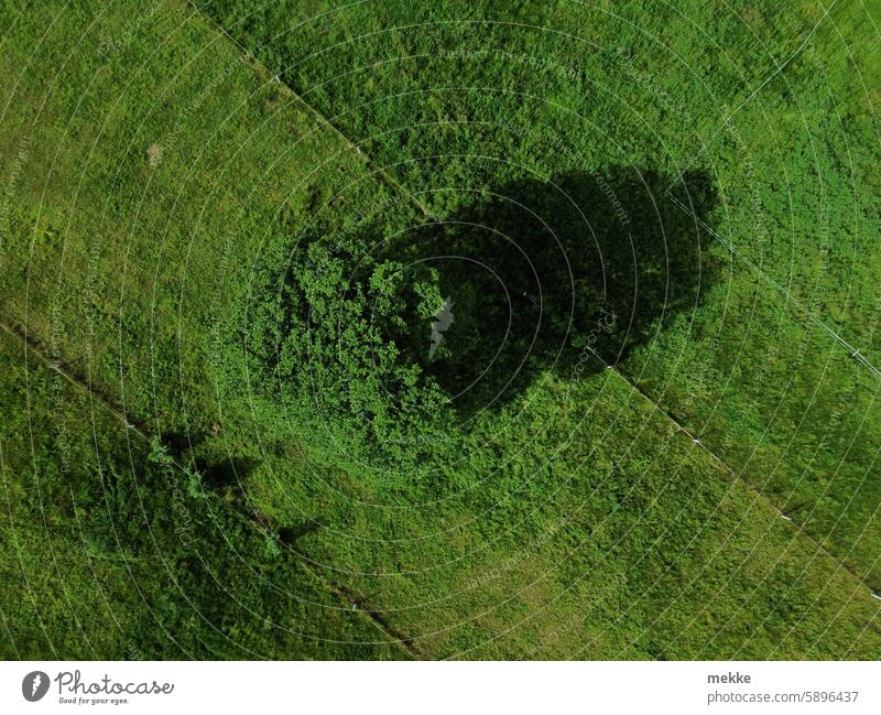 Schattenspender Baum Sonne Licht Natur Sonnenstrahlen Sonnenlicht Schönes Wetter Kontrast Tag Landschaft Weide Wiese grün saftig Gras Sommer feucht sonnig Hitze