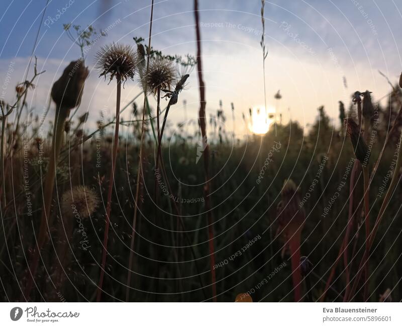 Nahaufnahme einer Sommerwiese im Gegenlicht bei Sonnenuntergang Wiese sommerwiese Pusteblume Löwenzahn Gegenlichtaufnahme Gräser Gräserblüte Gräser im Licht