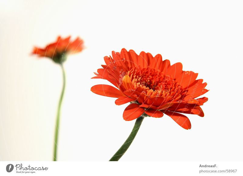 Gerberas Tiefenschärfe Blume Blüte Unschärfe Blumenstrauß Sonnenblume Sommer Frühling rot gelb Blumenhändler Blütenstiel tabletop blütenlätter Makroaufnahme