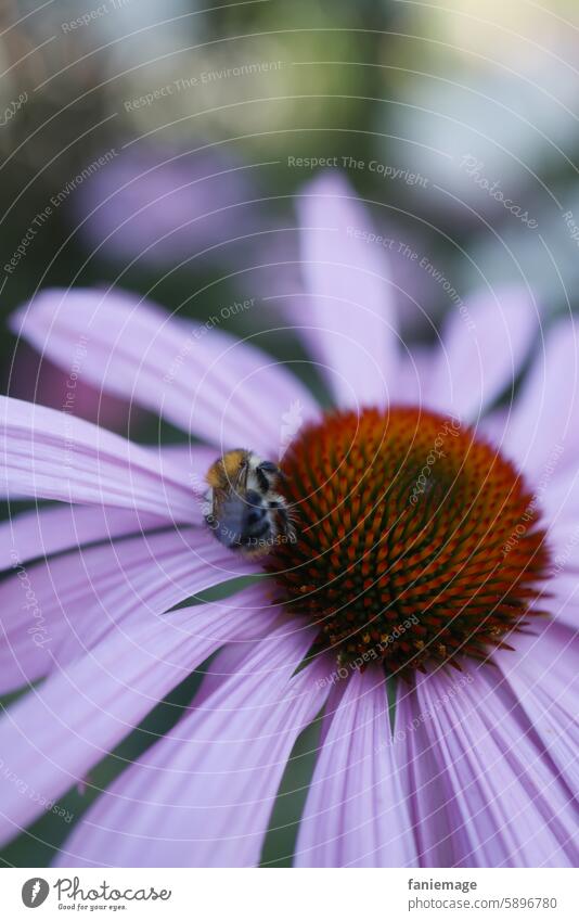 Hummel auf rosa Blüte Sommer Insekt Honig Honigbiene Ernte Blühend Rosa Blume Natur