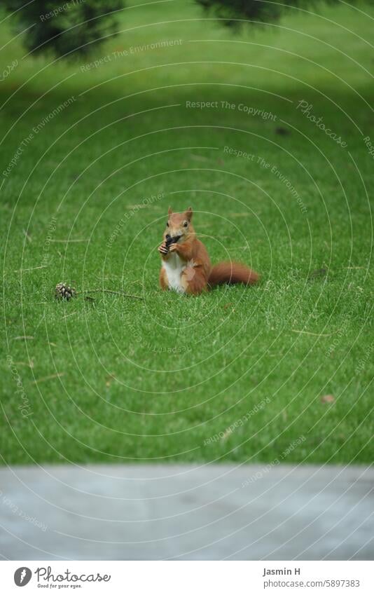 Eichhörnchen beim Fressen Tier Natur Farbfoto wild Wildtier Außenaufnahme Menschenleer Nagetiere klein rotbraun Garten Rasen Zapfen beobachten niedlich Fell