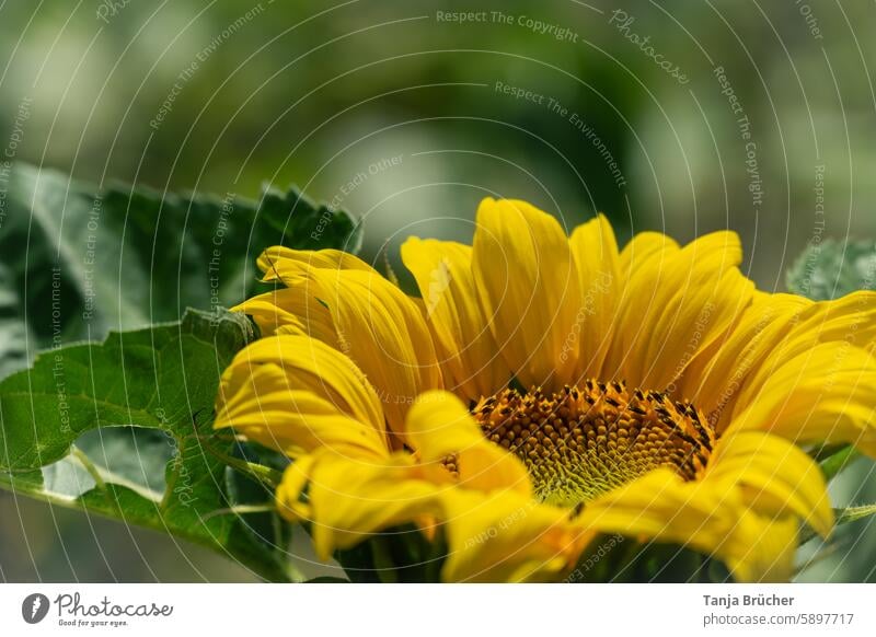 Sonnenblume Sommer gelb grün Sonnenblumenfeld Blume Blüte Blühend Nutzpflanze Landwirtschaft gute Laune Wachstum Sonnenlicht natürlich natürliche Farben