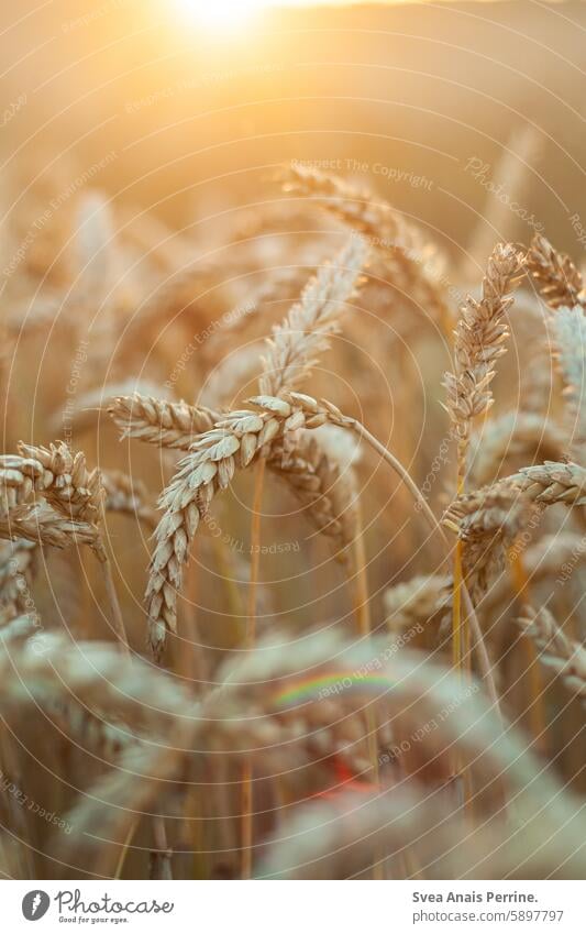 Getreide in der Sonne Weizen Weizenfeld Weizenähre Bokeh Sonnenlicht Sonnenuntergang Sonnenreflektion Natur natürlich Nahaufnahme Naturschutzgebiet