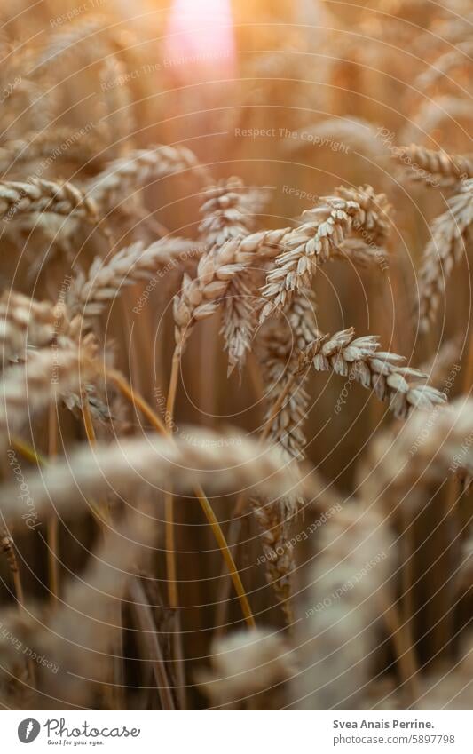 Getreide in der Sonne Weizen Weizenfeld Weizenähre Bokeh Sonnenlicht Sonnenuntergang Sonnenreflektion Natur natürlich Nahaufnahme Naturschutzgebiet