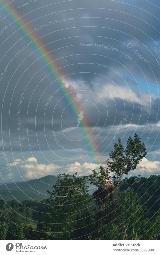 Gelassener Regenbogen in den Bergen von Palencia Baum Himmel Berge u. Gebirge palencia curavacas espiguete Natur malerisch Landschaft ruhig im Freien farbenfroh