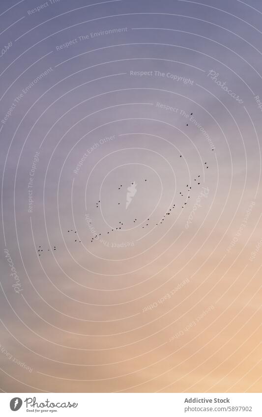 Vögel fliegen bei Sonnenuntergang über den Bergen von Palencia Vogel Flug Himmel palencia Berge u. Gebirge curavacas espiguete ruhig Szene Natur im Freien