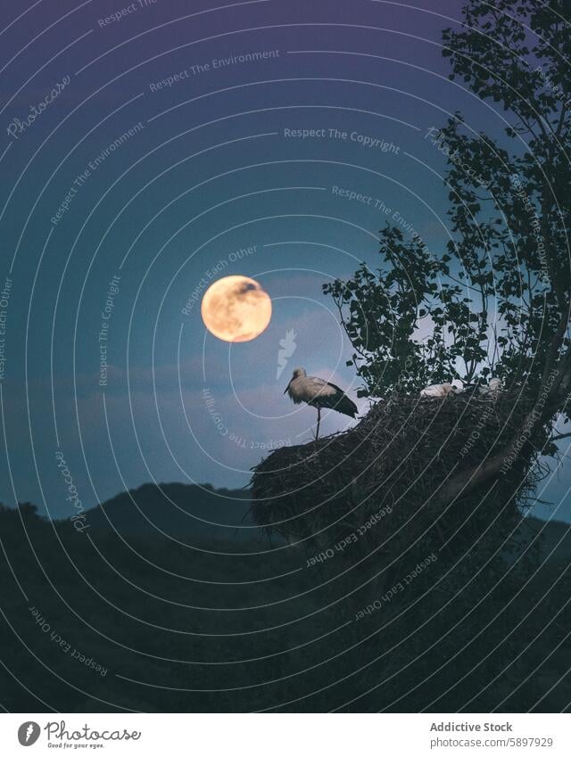 Storch im Nest bei Vollmond in den Bergen von Palencia Nacht palencia curavacas espiguete Berge u. Gebirge Vogel Tierwelt Natur Silhouette Abenddämmerung