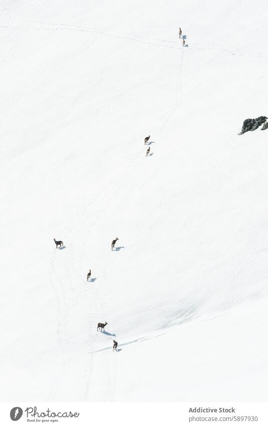 Blick auf Hufsäugetiere an den verschneiten Hängen von Palencia palencia Berge u. Gebirge Schnee Nachlauf Luftaufnahme Winter Landschaft curavacas espiguete