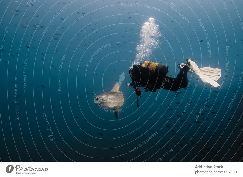 Anonymer Taucher mit Mola mola Sonnenfisch im tiefblauen Ozean Sporttaucher Mola Mola Sonnenbarsch unter Wasser Meer Tiefsee Tauchen Meereslebewesen Tierwelt