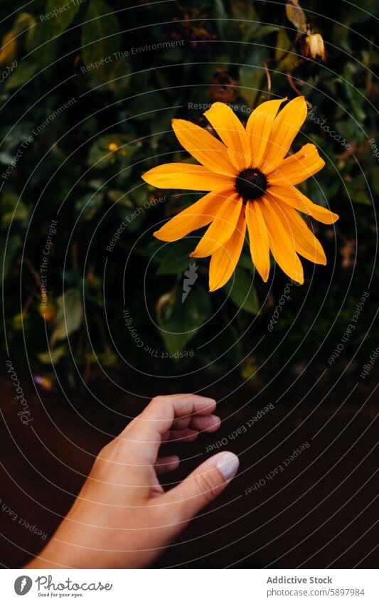 Anonyme sanfte Hand, die eine leuchtend gelbe Blume in der Natur hält. berühren Laubwerk grün filigran pulsierend Blütezeit Blütenblatt im Freien Blatt Sommer