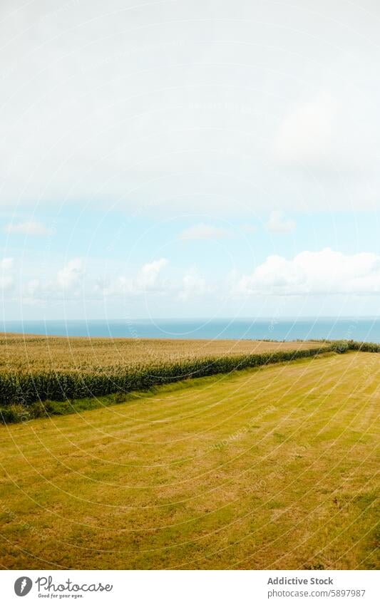 Ruhiges Ackerland und Meerblick auf Sao Miguel, Azoren. São Miguel ländlich friedlich Gelassenheit Kornfeld Ackerbau Atlantik Klarer Himmel Landschaft Natur