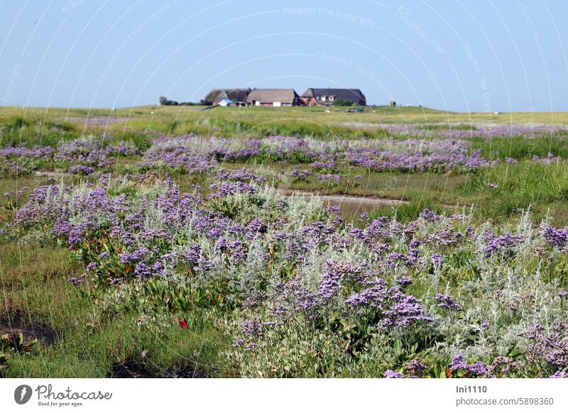 Hallig Gröde |Strandflieder und Strandbeifuß auf Hallig Gröde Sommer Nordsee Warft Häuser Salzwiesen Wildpflanzen Pflanzen lila Limonium vulgare Meerlavendel