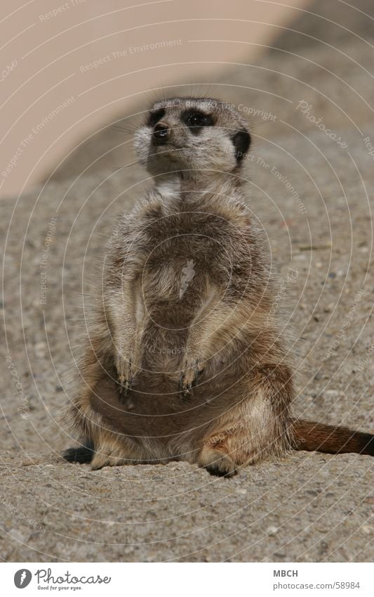 Sonnenanbeter Tier Erdmännchen Fell grau klein Schwärmerei heizen Stein timon sitzen