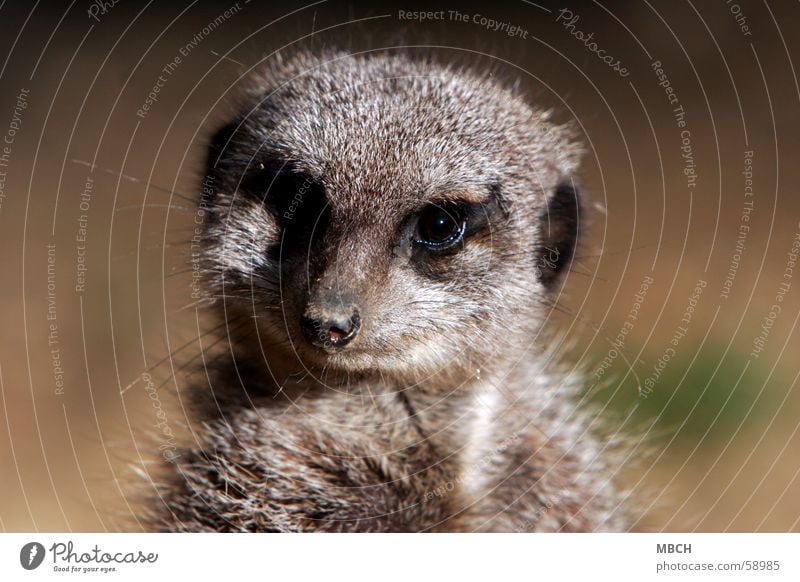 Wat? Wer bist du den? Tier Erdmännchen Fell grau klein nah Auge Blick