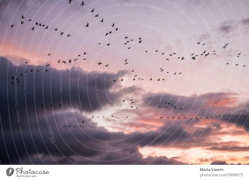 Zugvögel am Abendhimmel Vögel Vogelzug Himmel Dämmerung Sonnenuntergang Zugvogel Vogelschwarm Schwarm Tiergruppe Freiheit Wildtier Vogelflug bewölkt fliegen