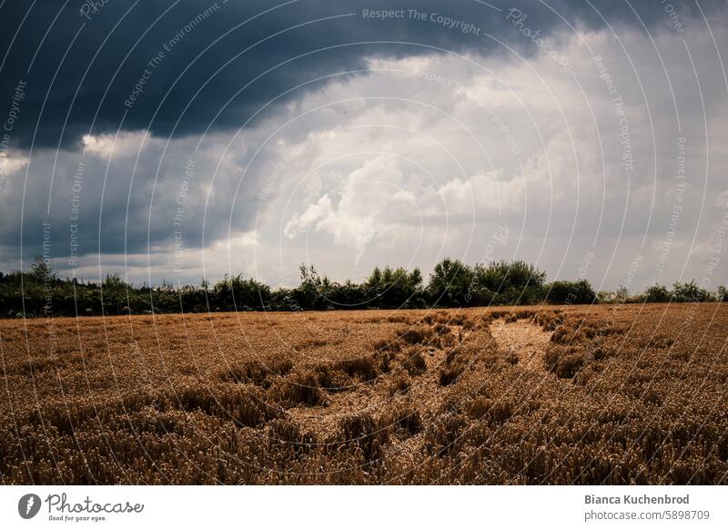 Dunkle Regenwolken über einem Getreidefeld mit Sonnenlicht. Wolken Wolkenhimmel Weizenfeld Landwirtschaft Feld Sommer Ackerbau Natur Nutzpflanze Menschenleer