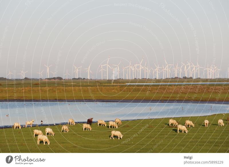 Schäfchen in der Abendsonne am Hauke-Haien-Koog, im Hintergrund viele Windräder Schaf Wiese Landschaft Wasser Natur Himmel Licht Schatten Stimmung Abendstimmung