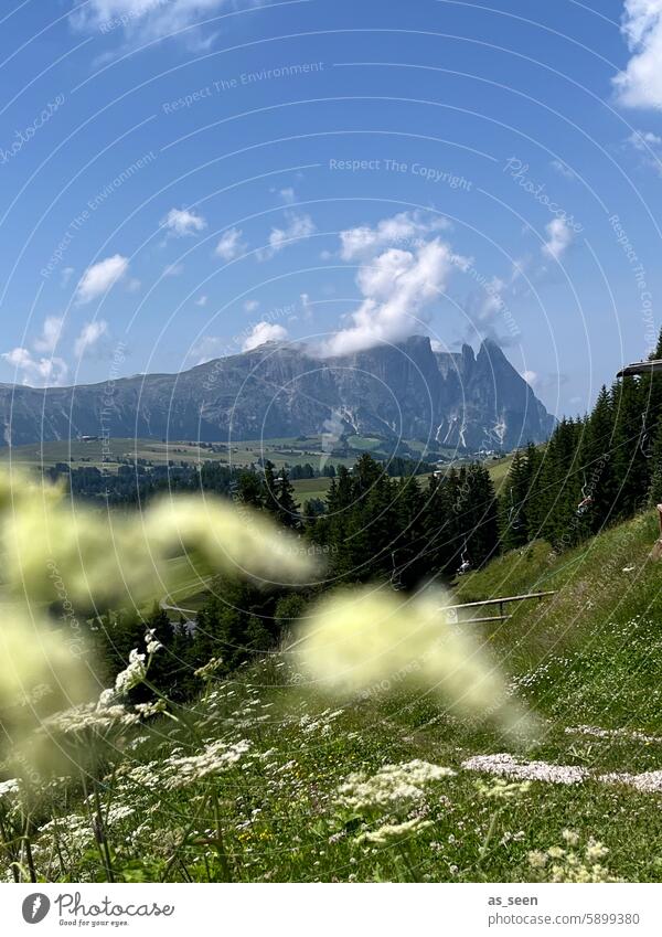 Seiser Alm mit Blick auf Schlern Alpen Tirol Italien Südtirol Wald Wiese Berge u. Gebirge Natur Landschaft Außenaufnahme Farbfoto Dolomiten Menschenleer Tag