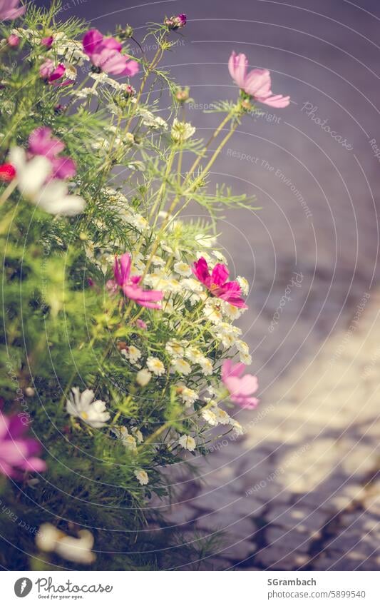 Cosmea Blüten im späten Abendlicht, Vintage Stimmung, Blumen Schmuckkörbchen Pflanze Kosmee Garten Sommer Korbblütler Zierpflanze einjährig verspielt blühend