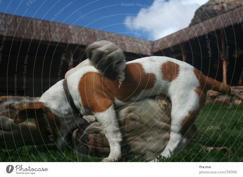 doggi dog Hund Kuscheln Dogge Mischling Umarmen Wiese Wolken Zerreißen Fressen Afrika Weingut Groot Constantia Südafrika Liebe scheckig Nahaufnahme Hütte fote