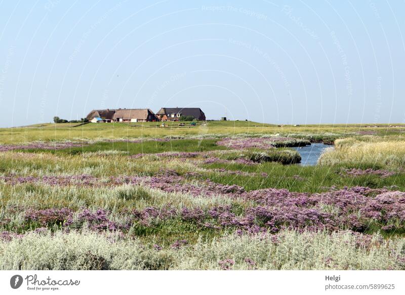 Hallig Gröde | Blick auf die Warft mit Salzwiesen und Priel sowie Strandflieder und Strandbeifuß Häuser Gebäude Reetdach Halligflieder Meerlavendel Strandwermut