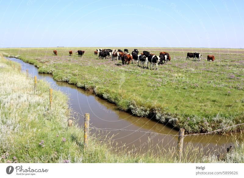 Hallig Gröde | Rinder auf den Salzwiesen Tier Herde Rinderherde Wiese Wasser Priel Zaun Zaunpfahl Abgrenzung Himmel Sommer Landschaft Natur Nordfriesland