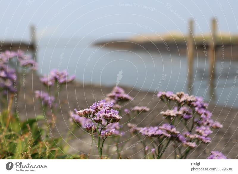 Hallig Gröde | blühender Strandflieder am Bootsanleger Halligflieder Meerlavendel Blütenstand Nahaufnahme Sommer Wasser Nordsee Anleger Pfahl Ufer Himmel Natur