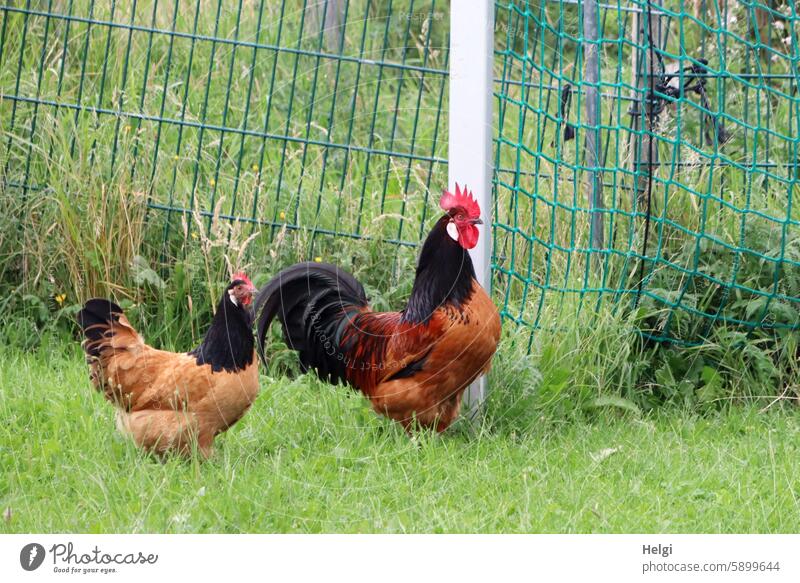 Hallig Gröde | stolzer Hahn und seine Henne Tier Vogel Rassehahn Vorwerkhuhn Rassehuhn Wiese Gras Zaun Nutztier Freiheit Natur Außenaufnahme Tierporträt