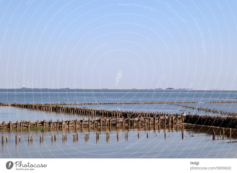 Hallig Gröde | Lahnungen am Rande der Hallig Uferschutzanlage Holzpflockreihen Strauchschnitt Uferbereich Meer Nordsee Wattenmeer Küstenschutz Landgewinnung