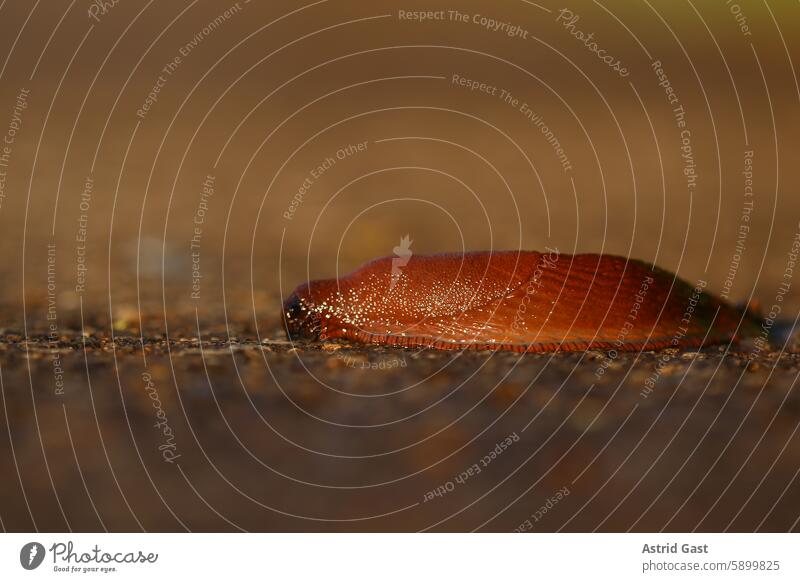 Nahaufnahme von einer Großen Roten Wegschnecke im Abendlicht straße nacktschnecke rot rote wegschnecke große rote wegschnecke kriechen schleim abend sonne