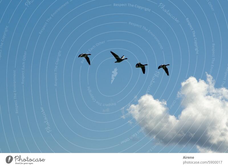 über den Wolken Gänse fliegen Vogel Zusammensein Ferien & Urlaub & Reisen Freiheit Bewegung Zugvögel Flug Ferne Zugvogel Gans Tiergruppe Himmel Flugreise Flügel