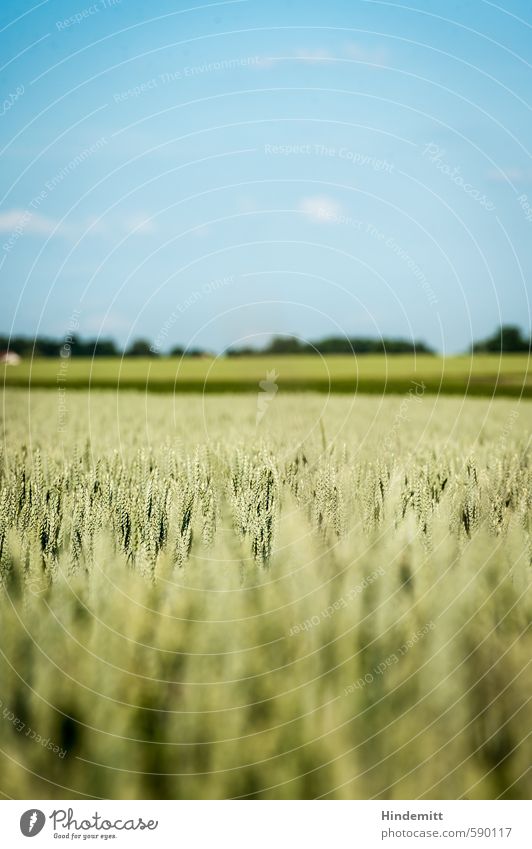 Sommer ist, ... Umwelt Natur Himmel Wolken Klima Klimawandel Schönes Wetter Pflanze Nutzpflanze Weizen Feldfrüchte Gerste Getreide Ähren Wald Einfamilienhaus