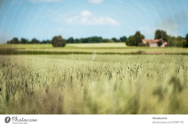 ... was in deinem Kopf passiert. Umwelt Natur Pflanze Himmel Wolken Sommer Klima Klimawandel Schönes Wetter Nutzpflanze Getreide Weizen Gerste Ähren Feld Wald