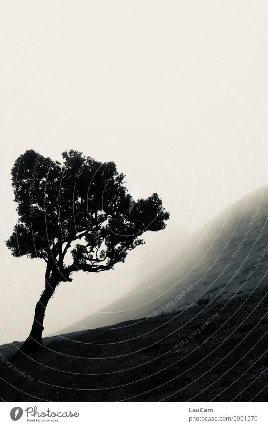 Schieflage Baum schief schräg Nebel nebelig düster unheimlich Hügel Berg Hang Berghang Natur Landschaft mystisch Stimmung Nebelstimmung geheimnisvoll