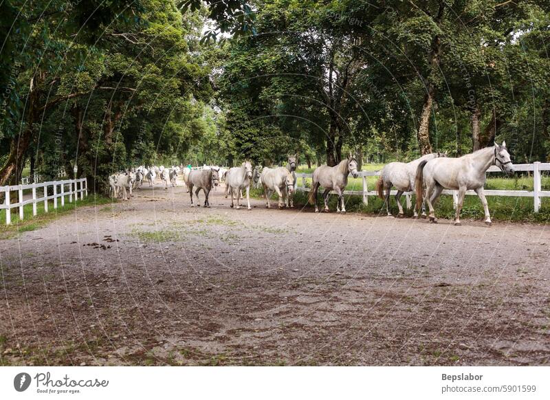 Lipizzaner, Pferderasse, Slowenien, Europa Säugetier züchten weiß Wiese Reinrassig Dressur Reiten Pferdestall heimisch Reiterin lipica Freiheit Ranch Hengst