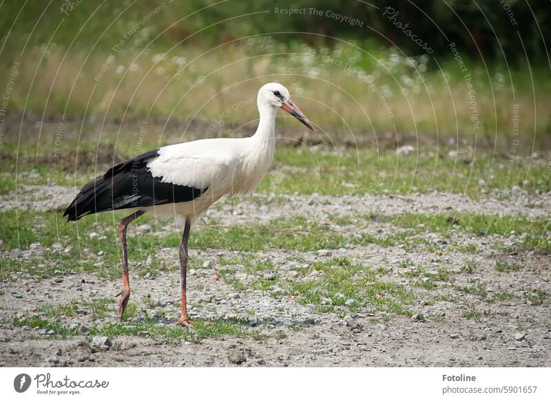 Dieser Storch bewohnt einen nicht so schönen Lebensraum. Eine Heimat ist unsere Mülldeponie. Vogel Tier Wildtier Weißstorch weiß Schnabel laufen Beine Flügel