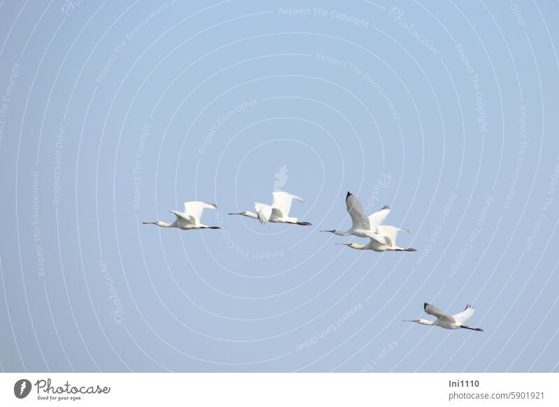 Hallig Gröde |Löffler am Himmel Sommer Natur Nordsee Gruppe Vögel Wildvögel Zugvogel Reihervogel Platalea leucorodia Löffelreiher weißes Gefieder