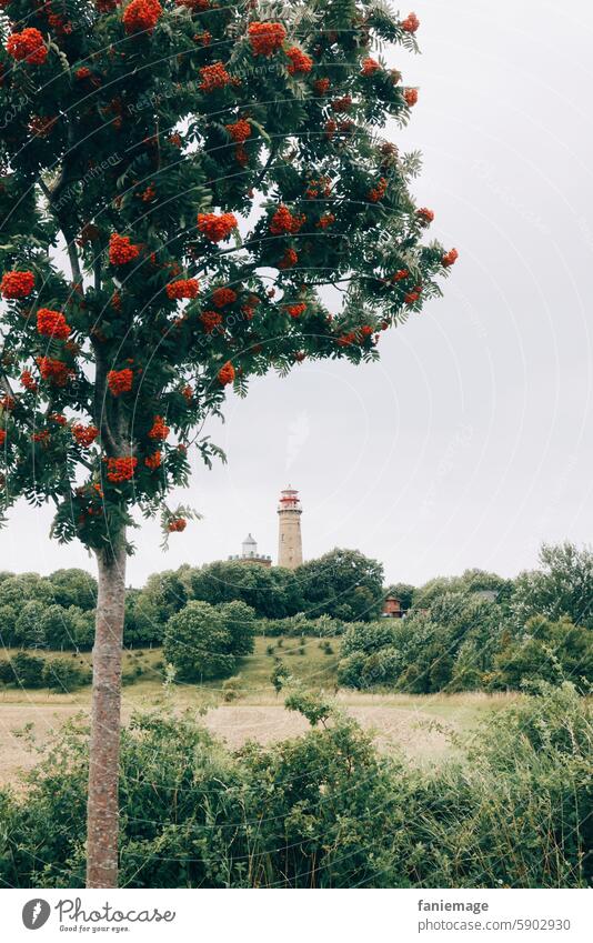 Leuchtturm am Kap Arkona Leuchttürme kap feld baum beeren Rote Beeren Landschaft Rügen Ostsee Sommer