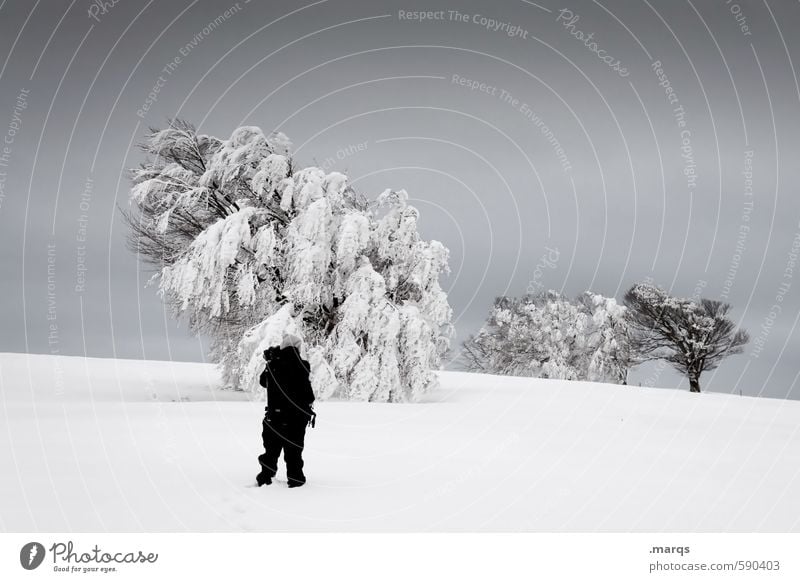 Buchen suchen Ausflug Mensch Mann Erwachsene 1 Umwelt Natur Landschaft Urelemente Himmel Gewitterwolken Winter Klima schlechtes Wetter Eis Frost Schnee Baum