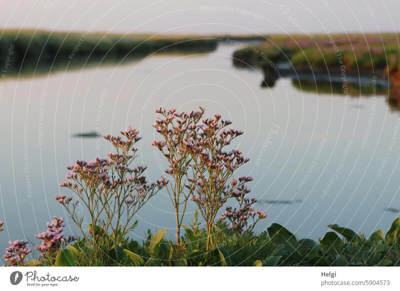 Strandflieder in der Abendsonne am großen Priel  auf der Hallig Gröde Halligflieder Meerlavendel Halbstrauch Blütenstand Limonium vulgare Wasser abends