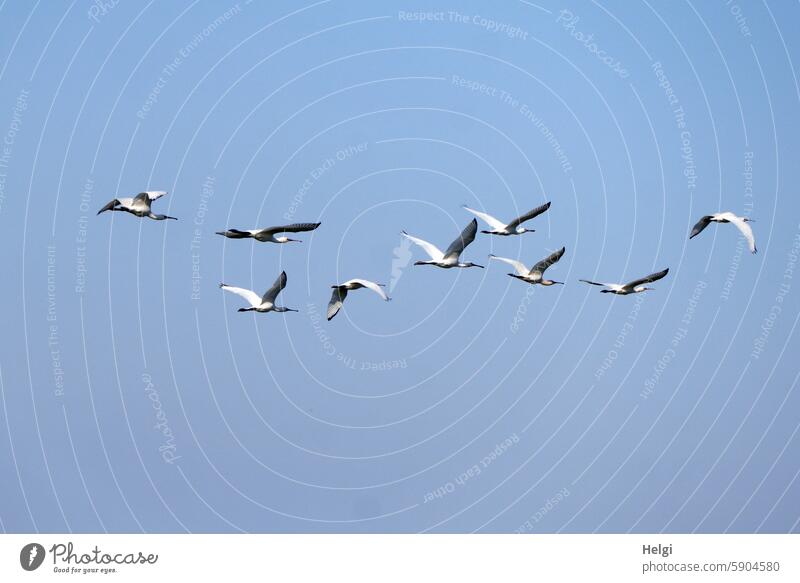 ein Schwarm Löffler fliegt vor blauem Himmel ... auf Hallig Gröde Vogel Vogelschwarm fliegen Sommer außergewöhnlich Nordfriesland Schleswig-Holstein Natur