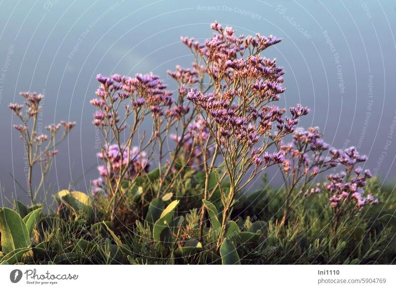 Hallig Gröde |Strandflieder  im Abendlicht Sommer Nordsee Salzwiese Pflanze Wildpflanze Nahaufnahme geschützt Limonium vulgare in Szene gesetzt Beleuchtung