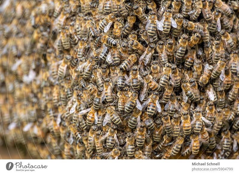 Honigbienen Insekt Natur Imker Biene Bienenstock Bienenzucht natürlich Lebensmittel Tausende Vielzahl unzählbar Wimmelbild Bienenvolk